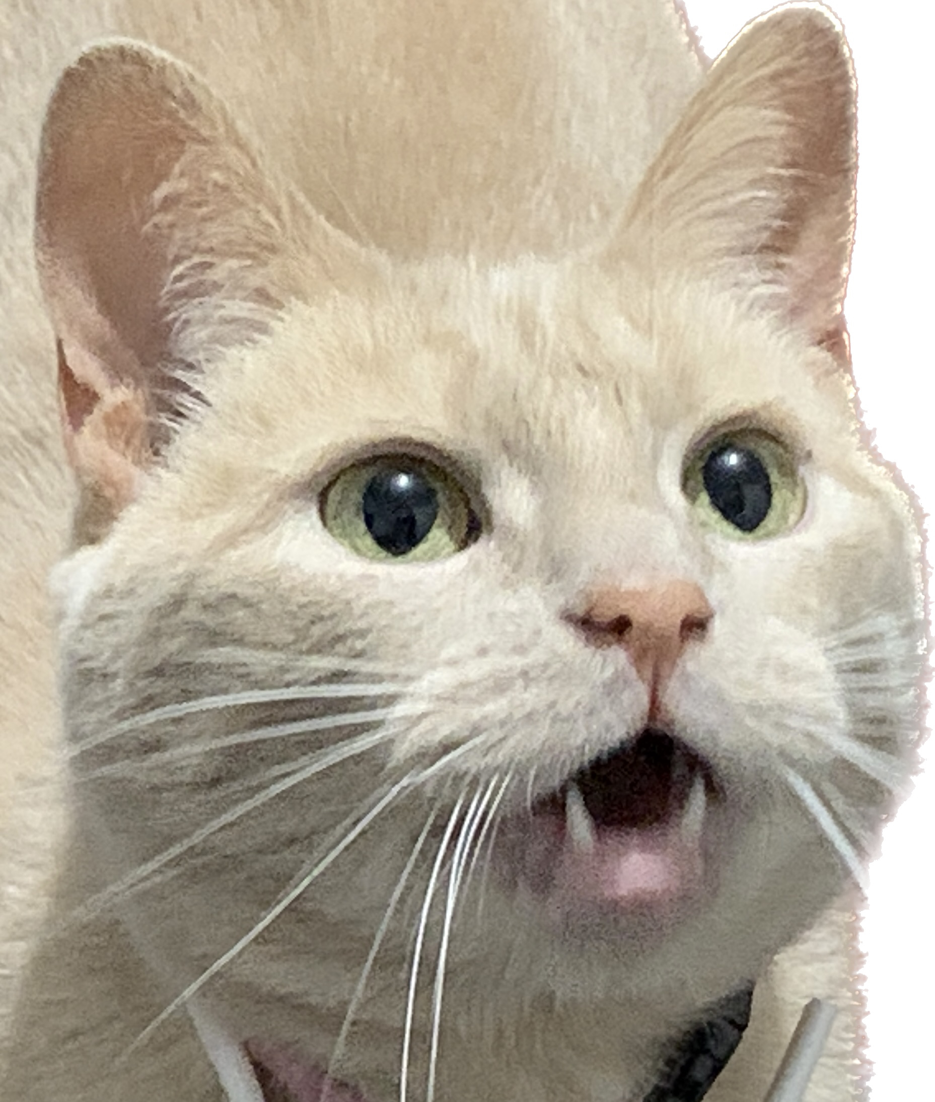 schmeab